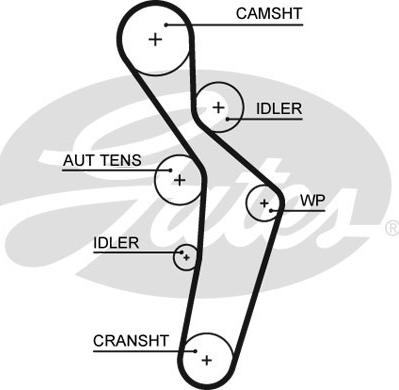 GATES-SEA T1636 - Timing Belt www.autospares.lv