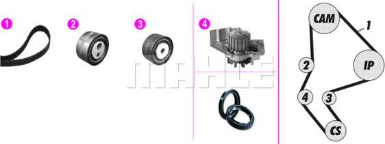 Wilmink Group WG2182169 - Ūdenssūknis + Zobsiksnas komplekts autospares.lv