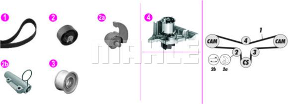 Wilmink Group WG2182135 - Ūdenssūknis + Zobsiksnas komplekts autospares.lv